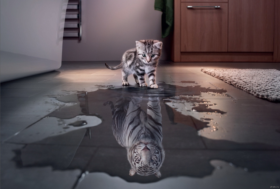 Котенок в отражении тигр