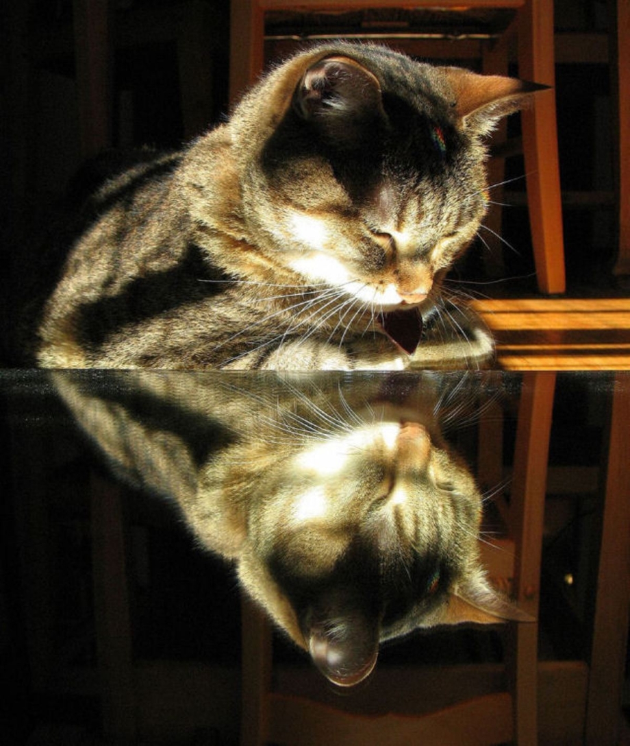 Кошка отражение