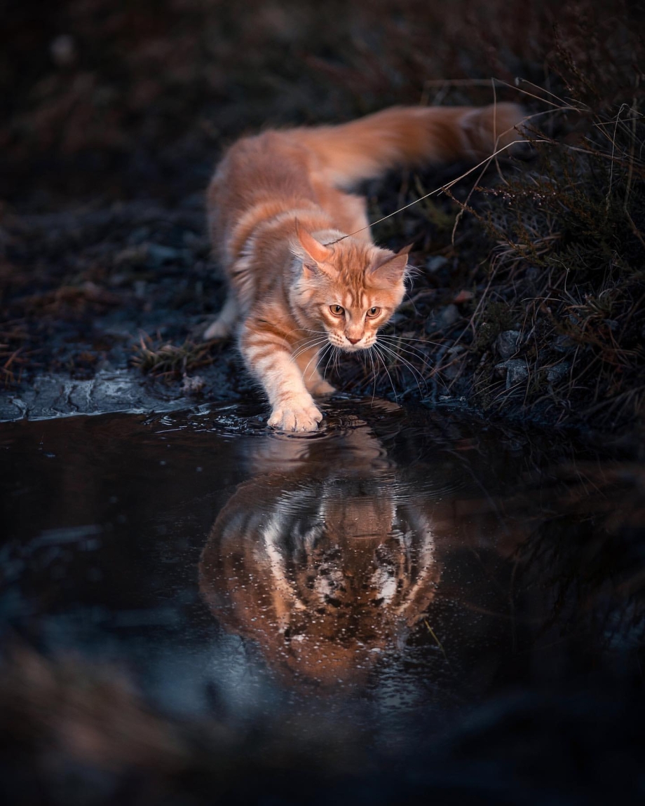 Отражение кошки в луже