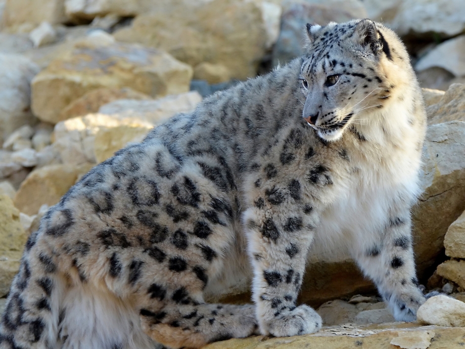 - Снежный Барс (Panthera uncia