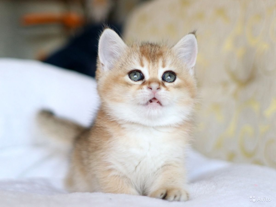 Шотландская кошка прямоухая Золотая шиншилла
