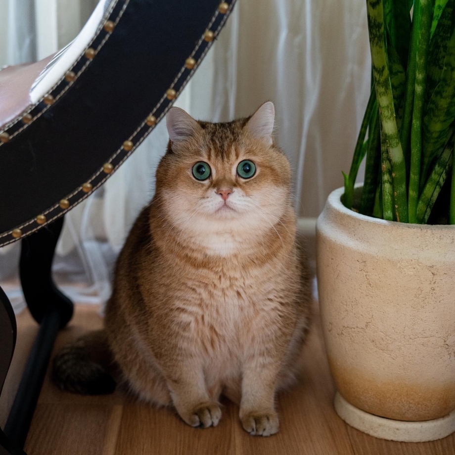 Шотландский прямоухий Золотая шиншилла