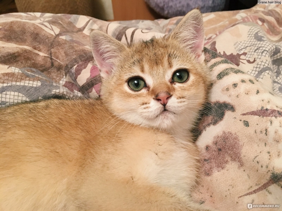 Скоттиш страйт Золотая шиншилла
