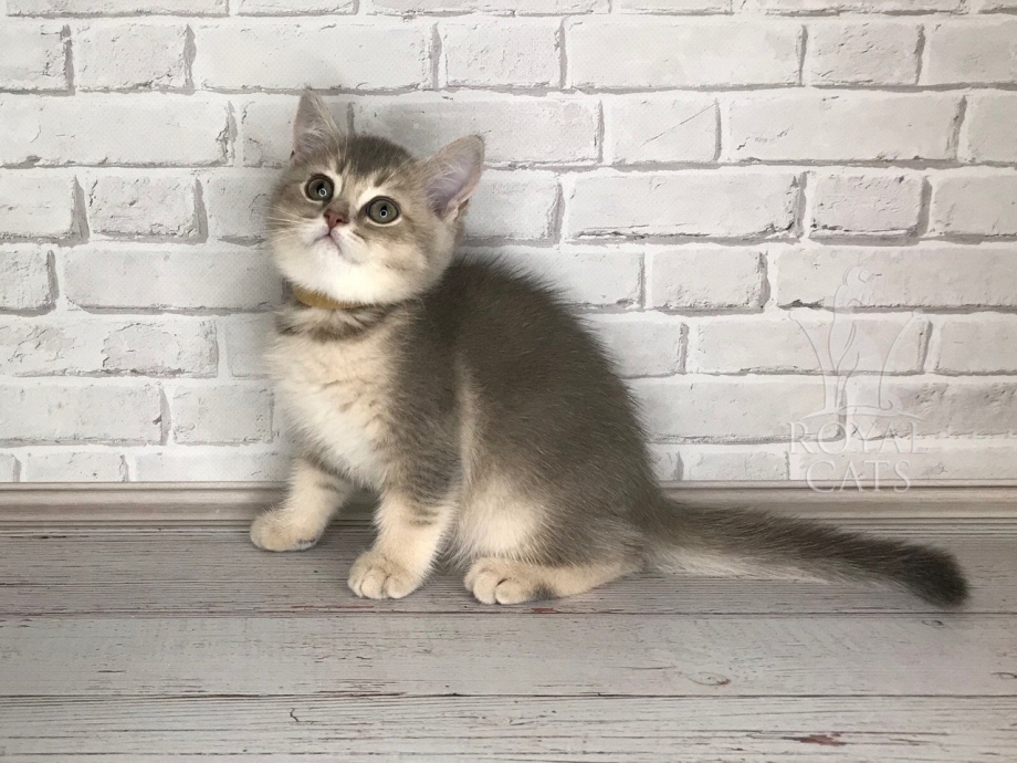 Шотландская кошка прямоухая Золотая шиншилла