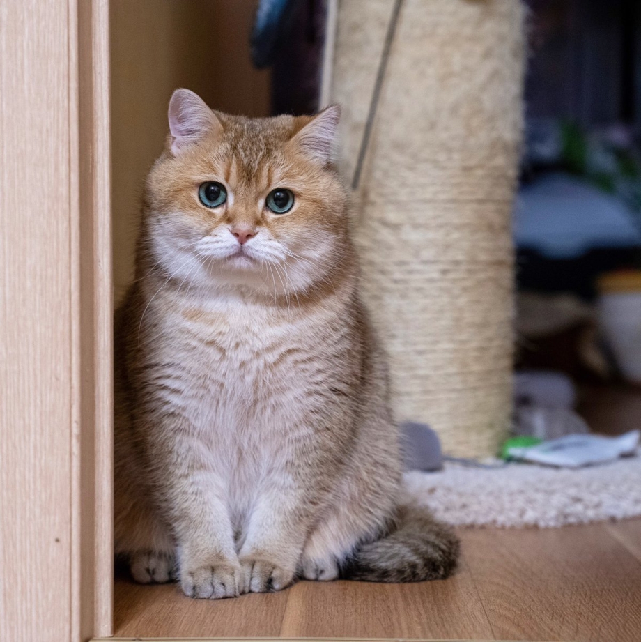 Золотая шиншилла табби кошка