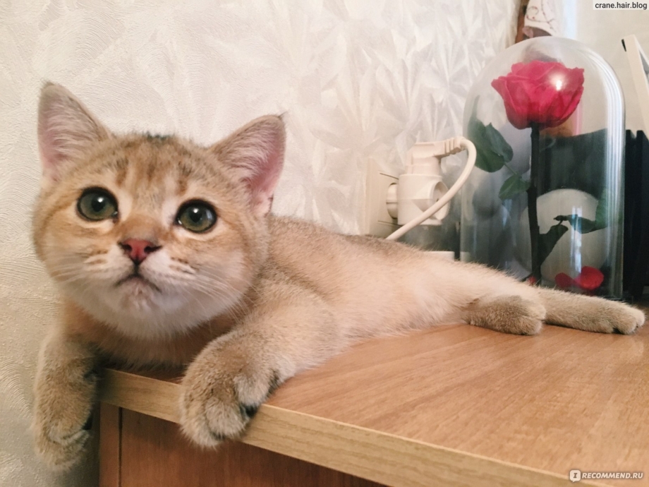 Шоколадная Золотая шиншилла