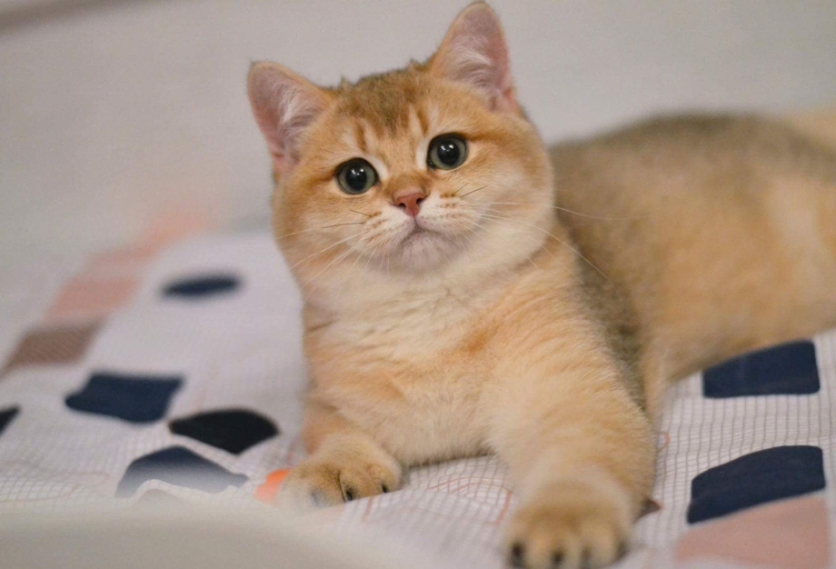 Скоттиш страйт Золотая шиншилла