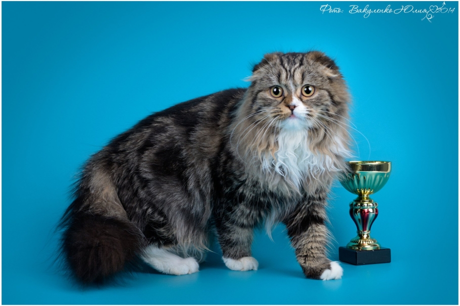 Кошки хайленд фолд храпят