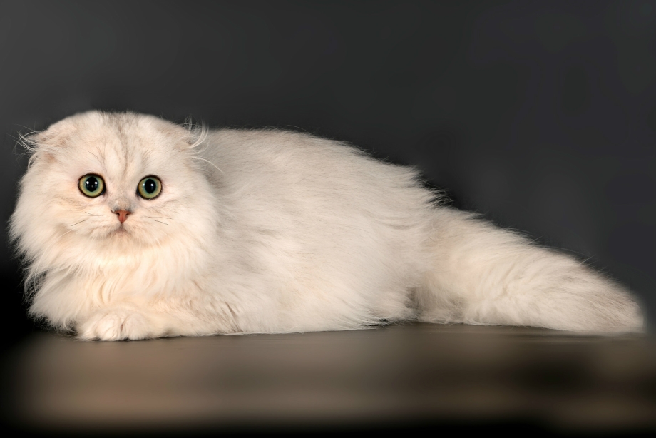 Шотландская вислоухая кошка длинношерстная