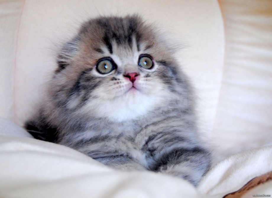 Котята хайленд фолд