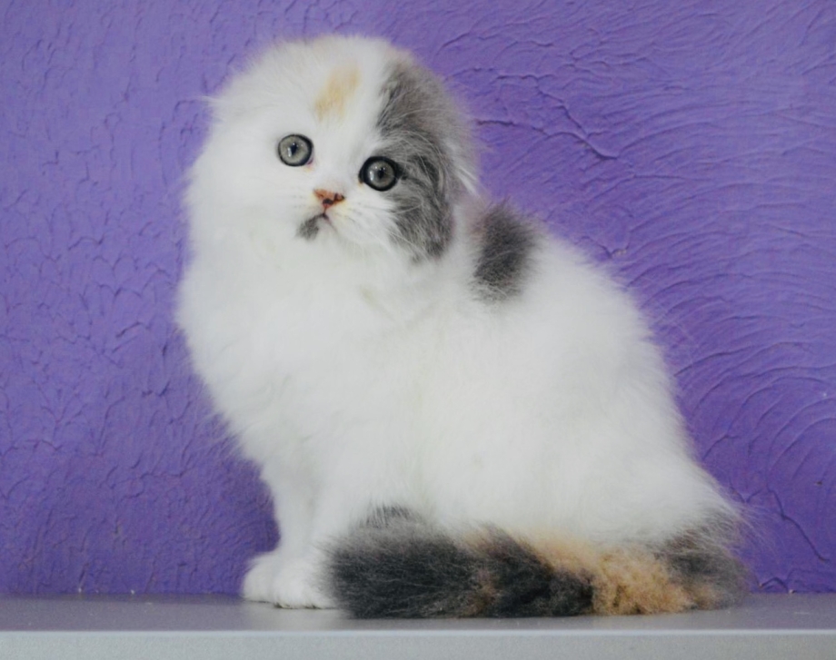 Белый кот хайленд фолд