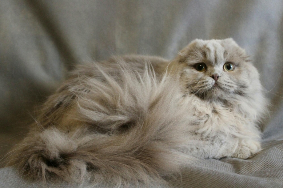 Шотландская вислоухая кошка хайленд
