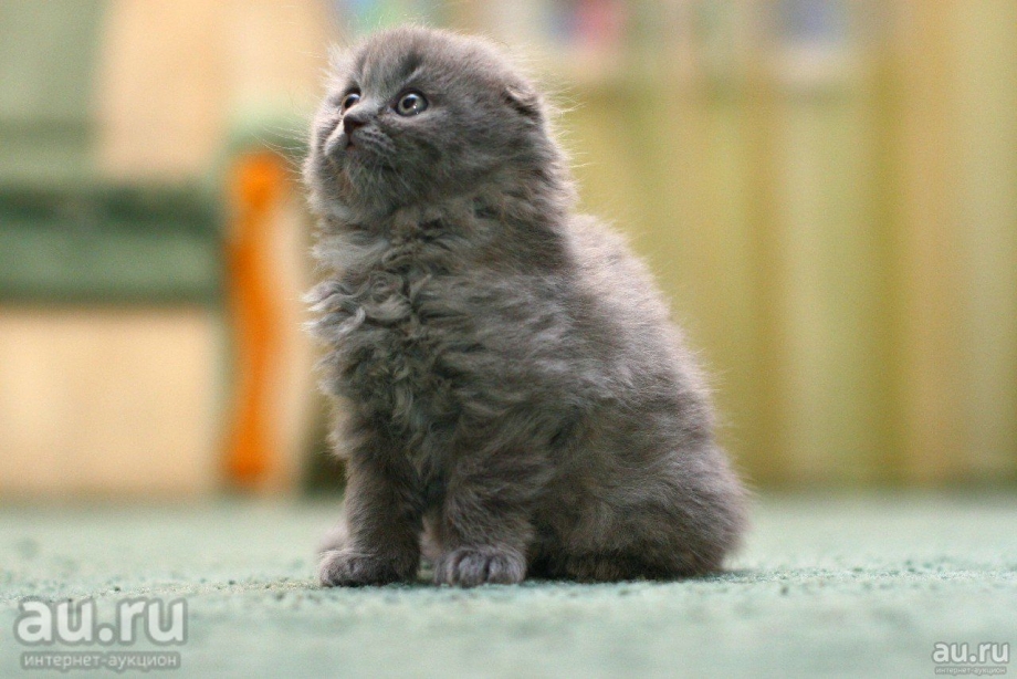 Шотландский вислоухий длинношерстный котенок