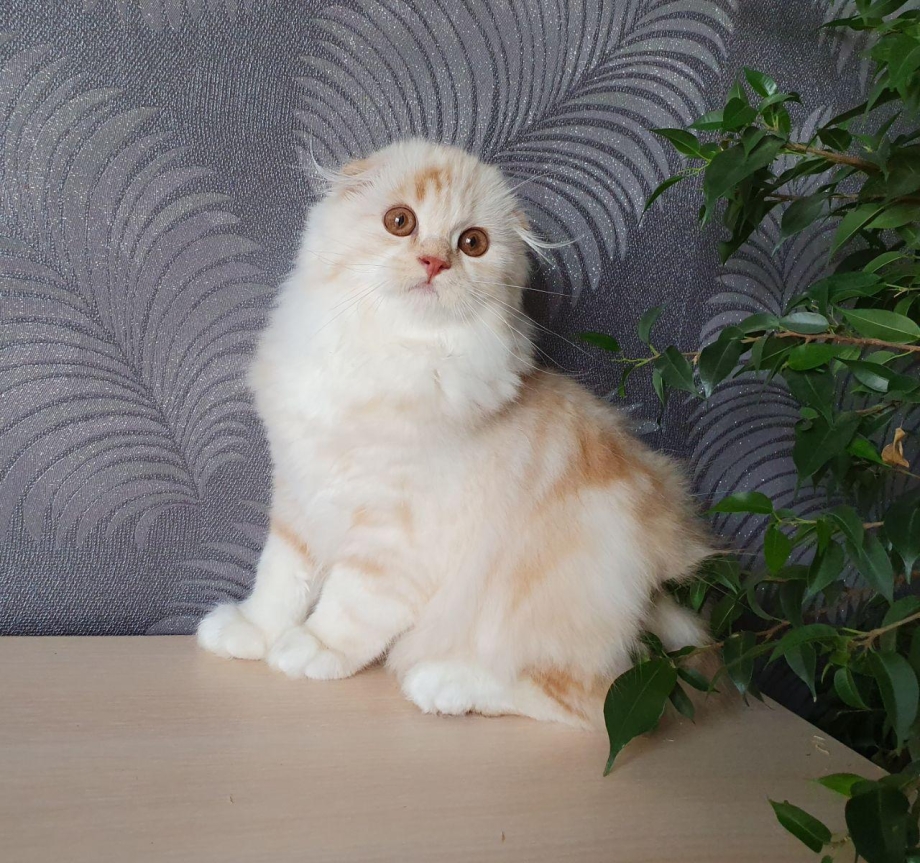 Пестрые хайленд фолд