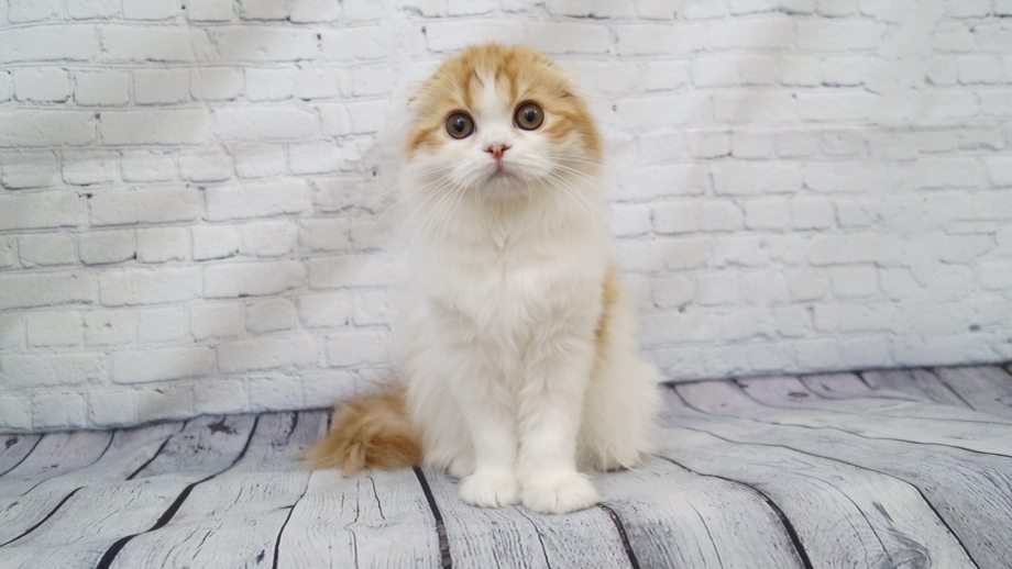Шотландская вислоухая кошка хайленд фолд