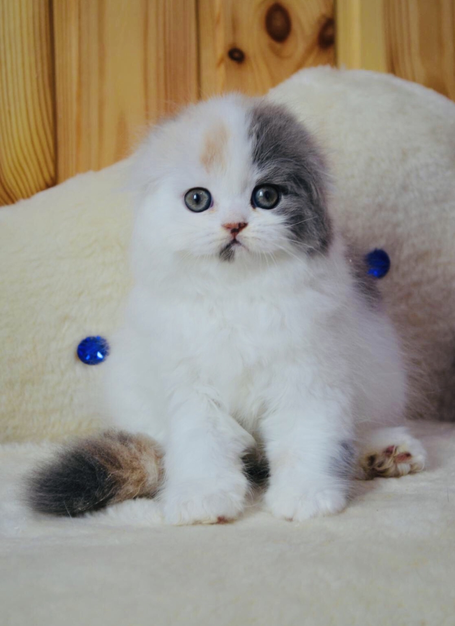 Скоттиш фолд длинношерстный