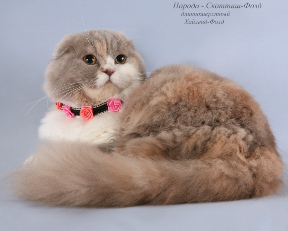 Котята породы хайленд фолд