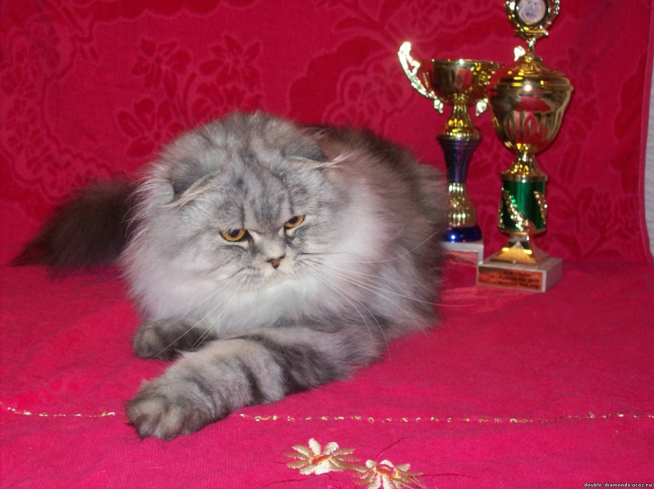 Красивые котята хайленд фолд