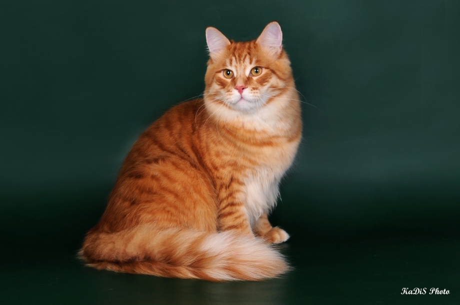 Сибирская кошка рыжая короткошерстная