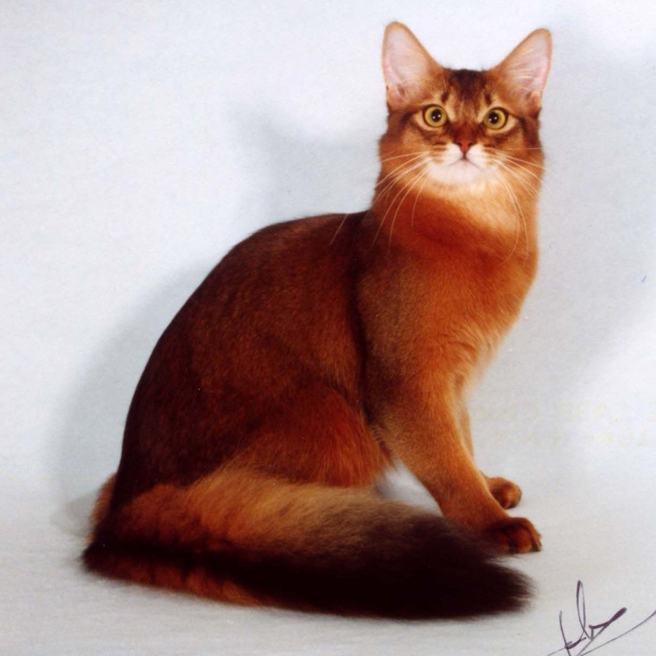Абиссинская кошка Сомали