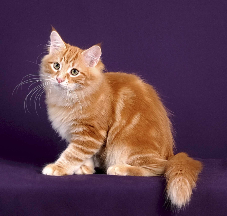 Сибирская кошка палевая