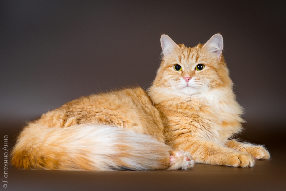 Сибирская кошка рыжая