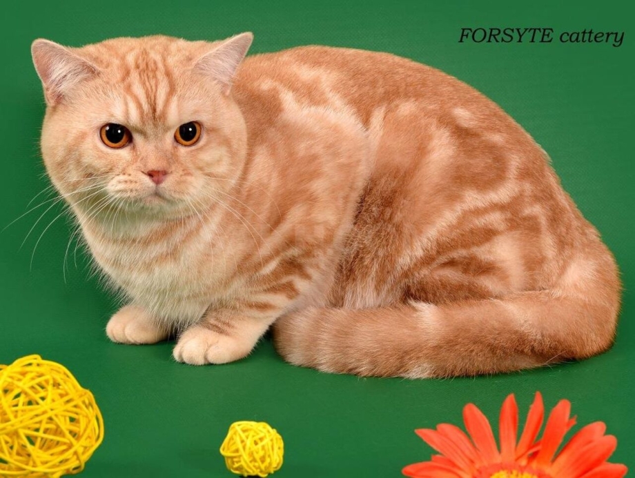 Кот британец мраморный рыжий