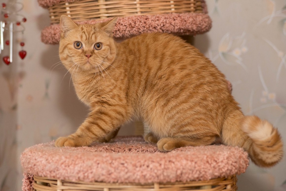 Кот британец рыжий