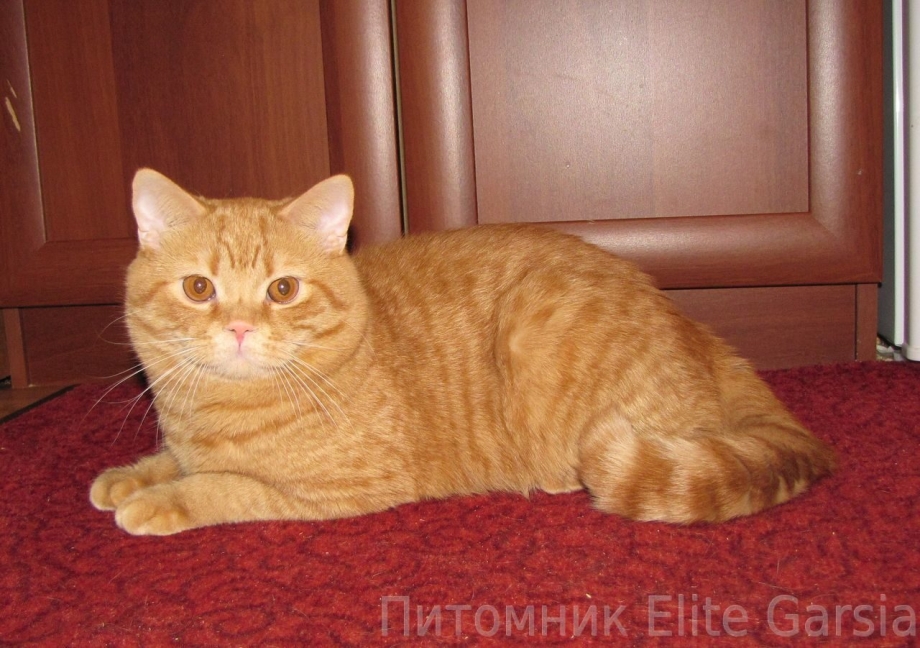 Британская короткошерстная красный
