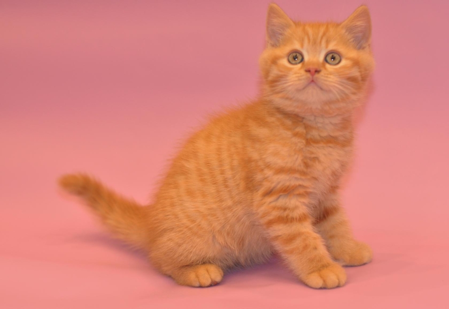 Шотландский скоттиш страйт рыжий