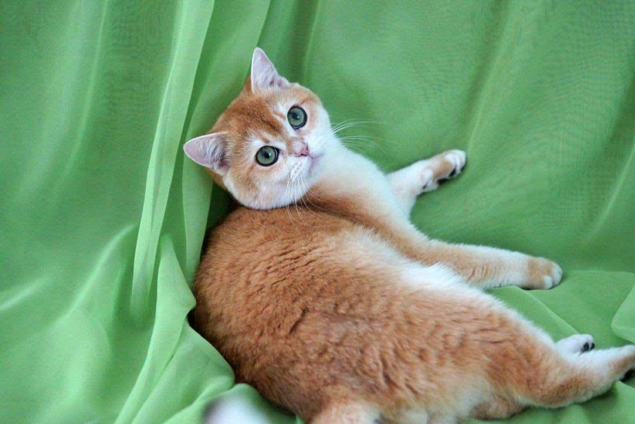 Окрасы кошек