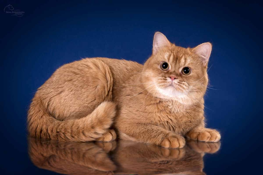 Британский короткошерстный кот рыжий
