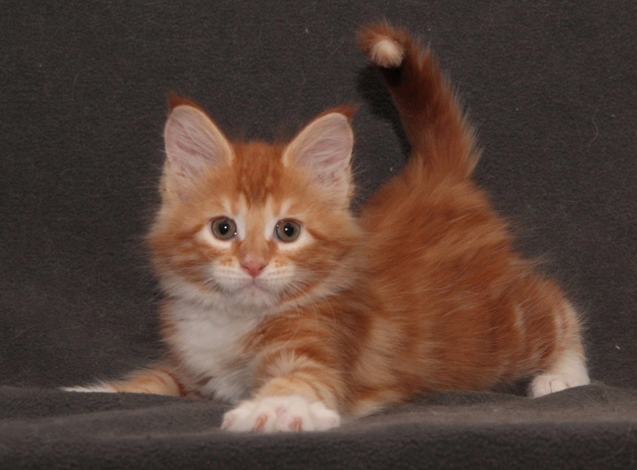 Котенок Мейн куна рыжий и белый