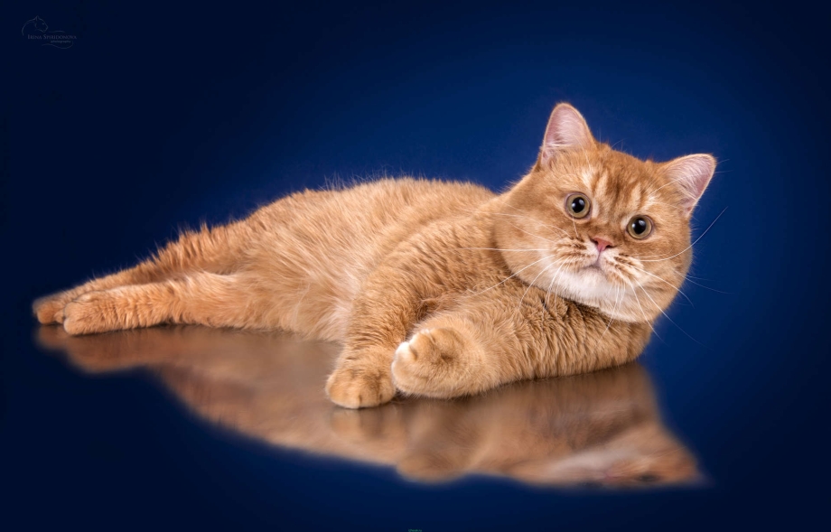 Кот британец рыжий