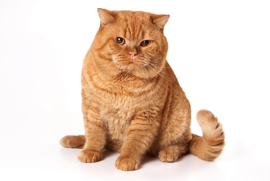 Кот британец рыжий