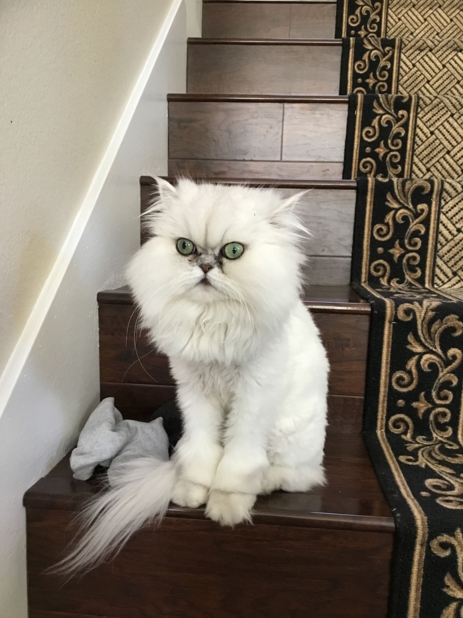 Стрижка персидских кошек