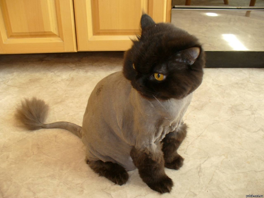 Стрижка сиамского кота