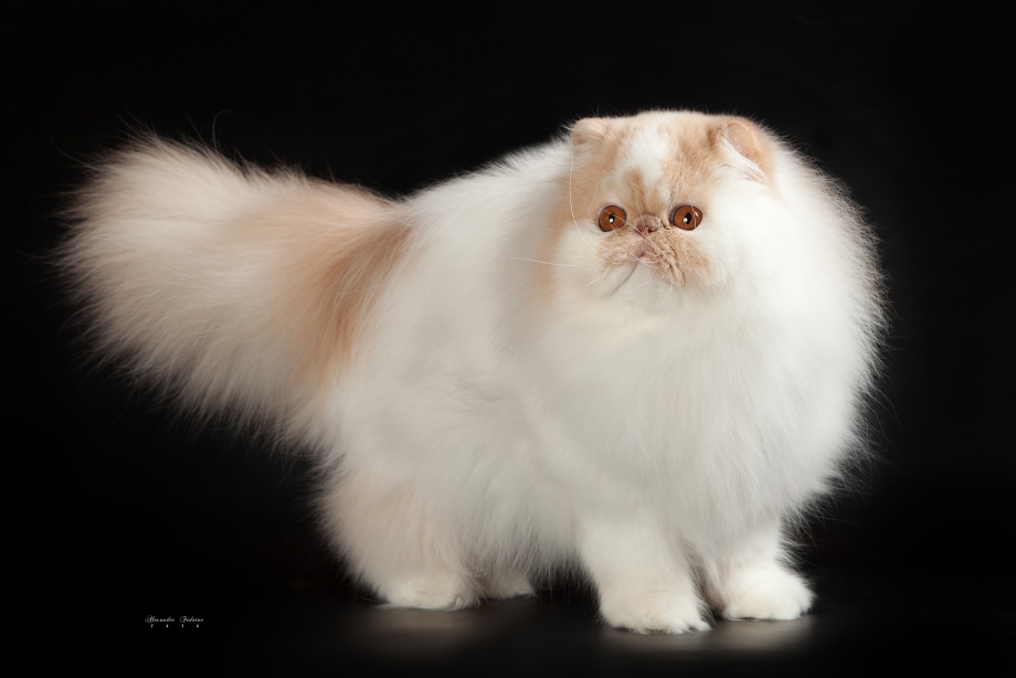 Стрижка персидских кошек