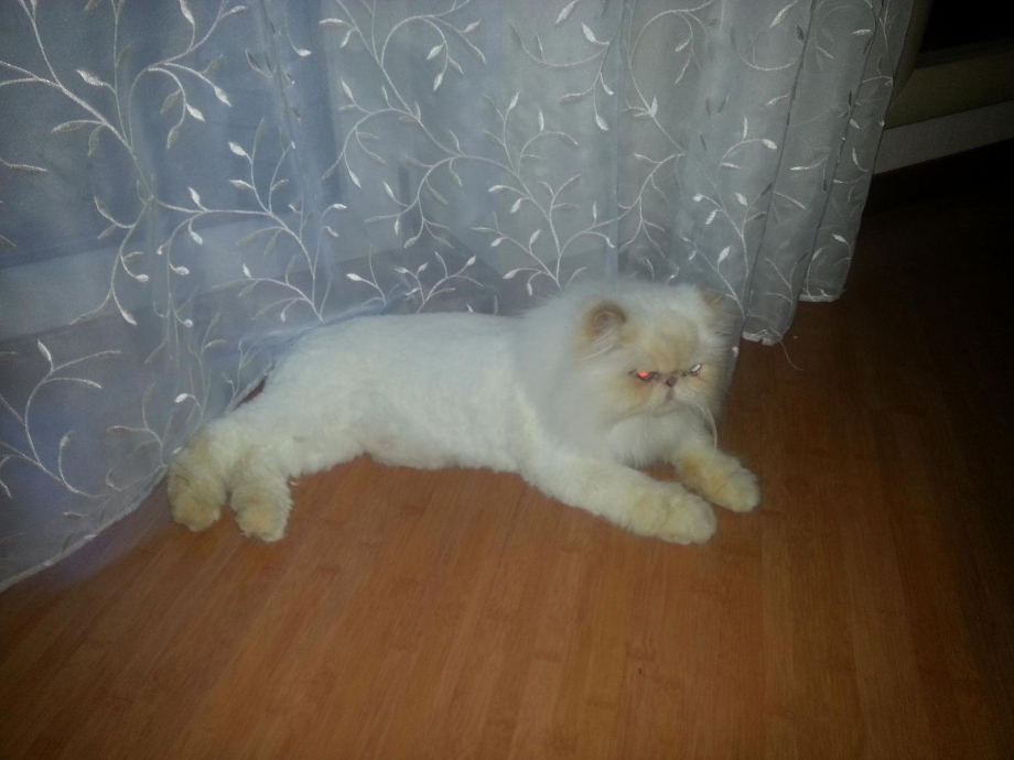 Стриженный персидский кот