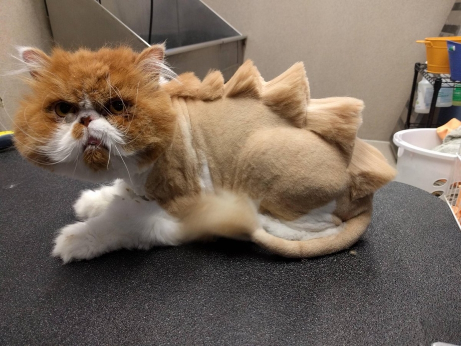 Смешные стрижки Котову
