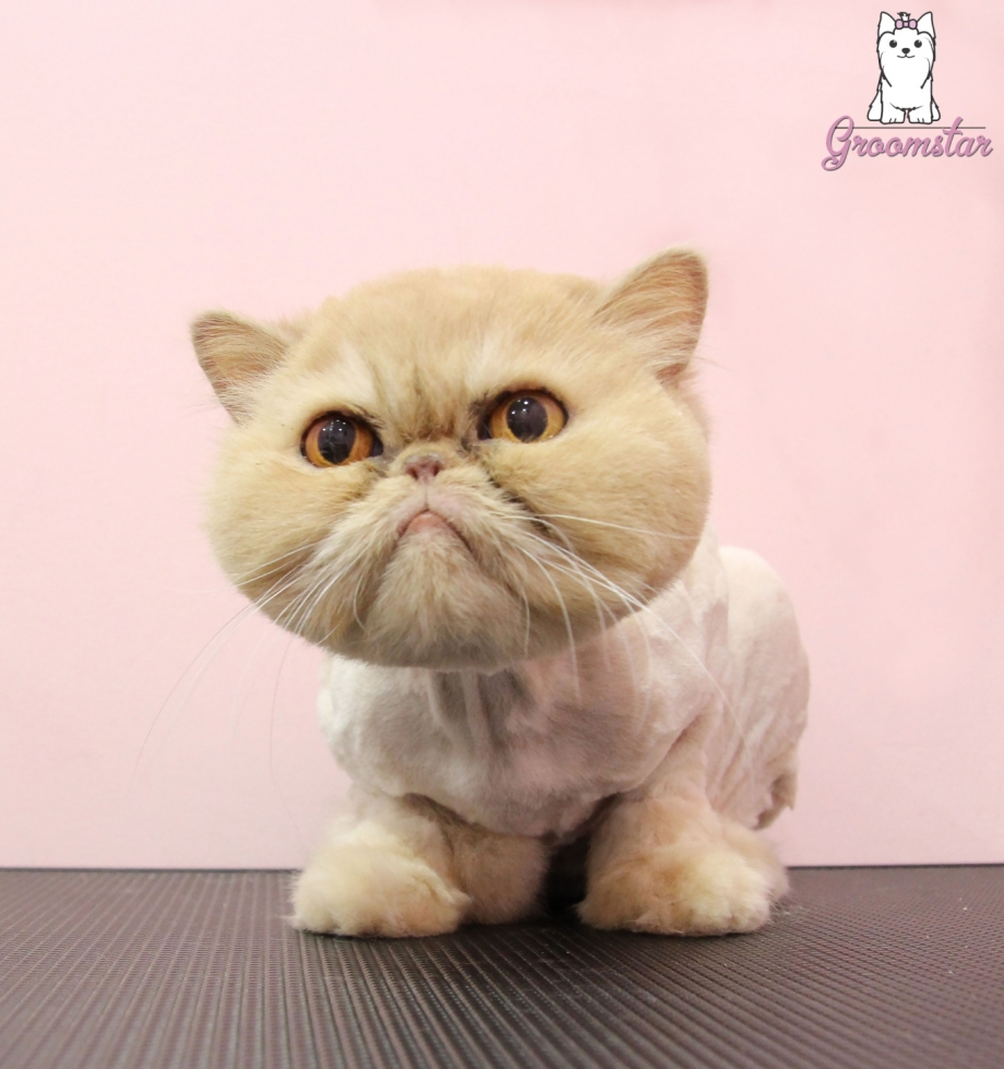 Стрижка кошек