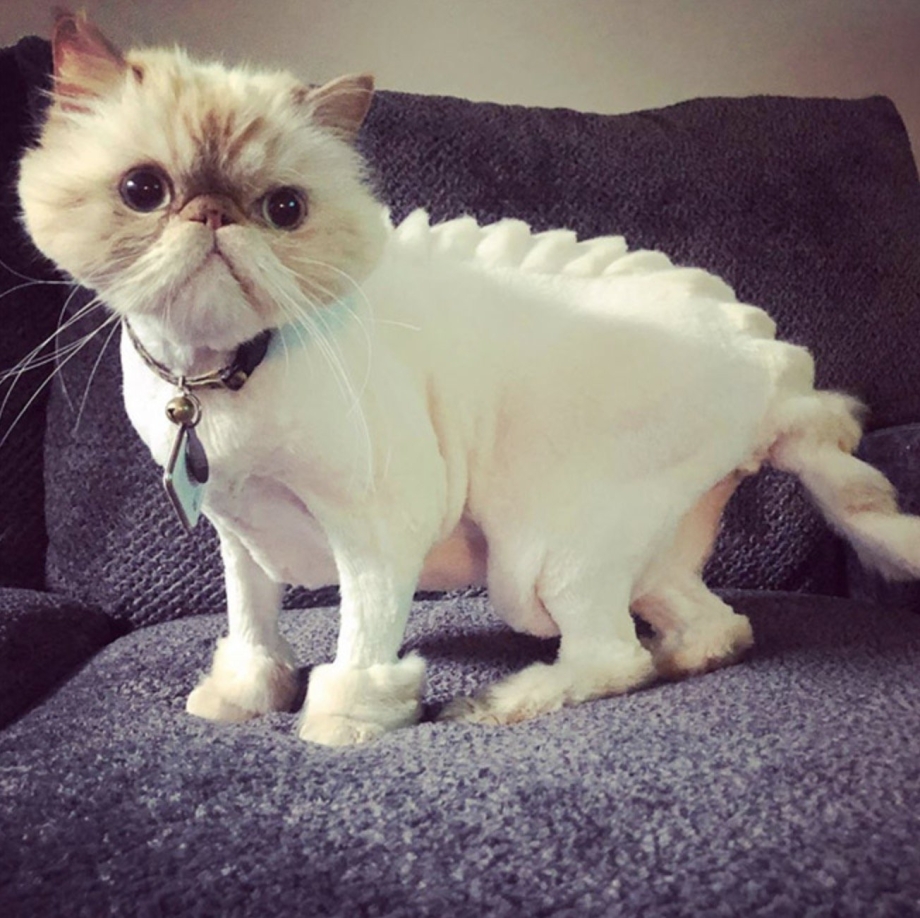 Стрижка персидских кошек