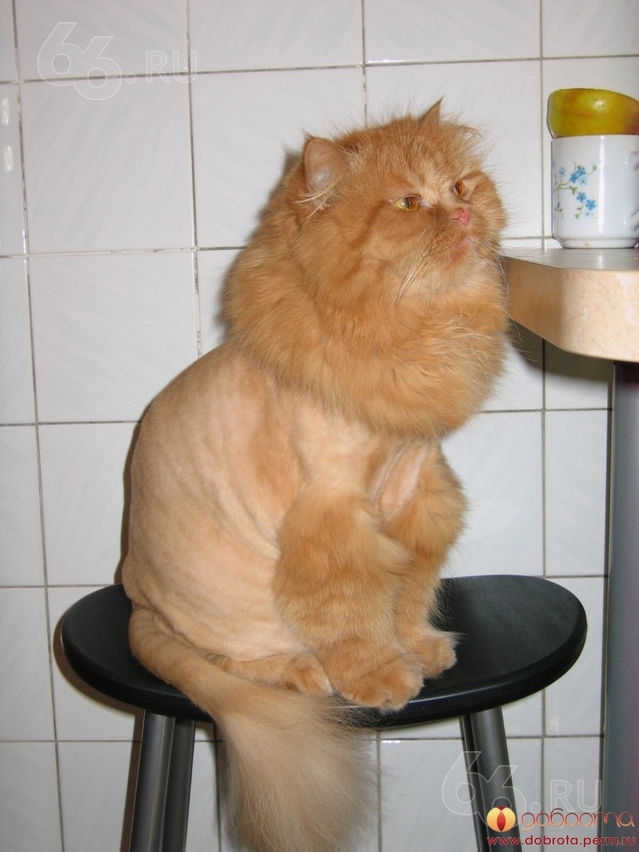 Стрижка персидских кошек