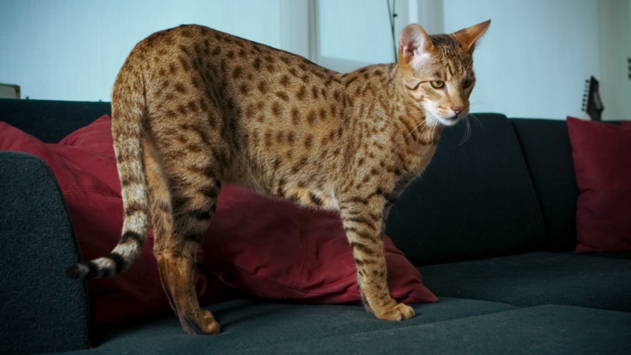Котята Мейн кун