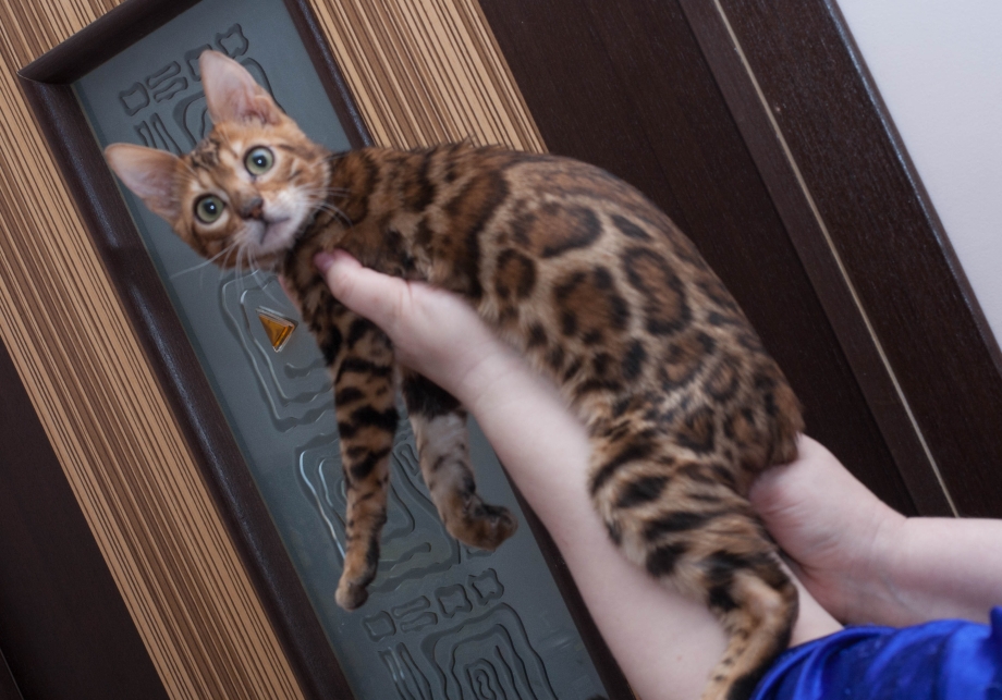 Сервал и Мейн кун