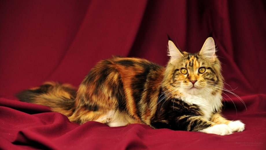 Мейн кун Ашера котенок