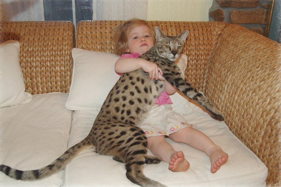 Саванна кошка