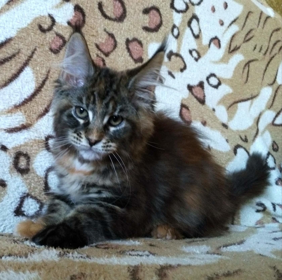 Бенгальский кот