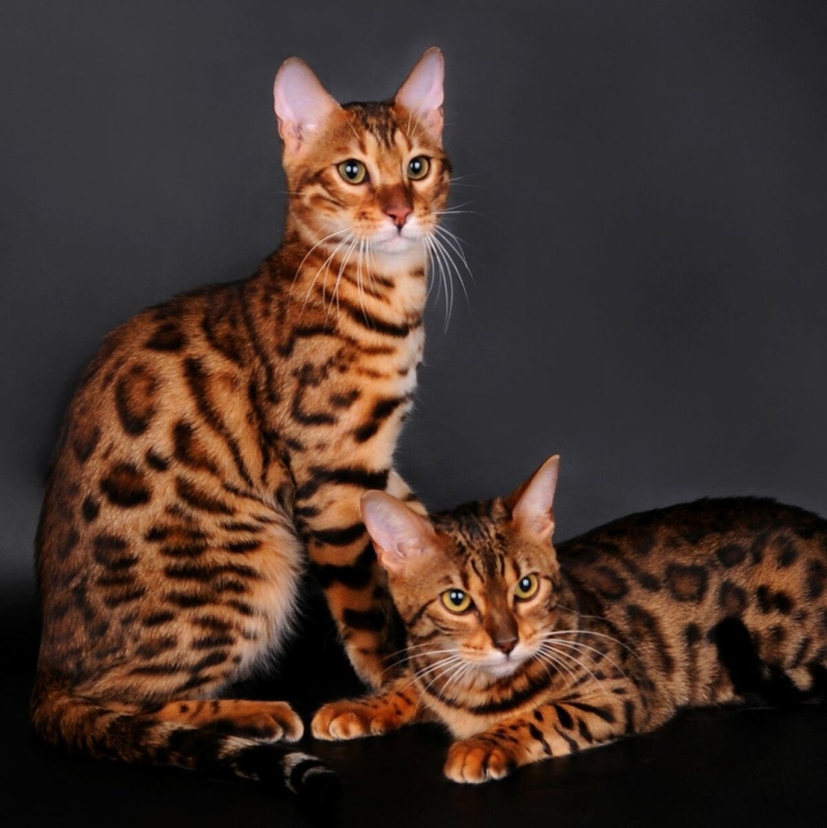 Бенгальская кошка девочка