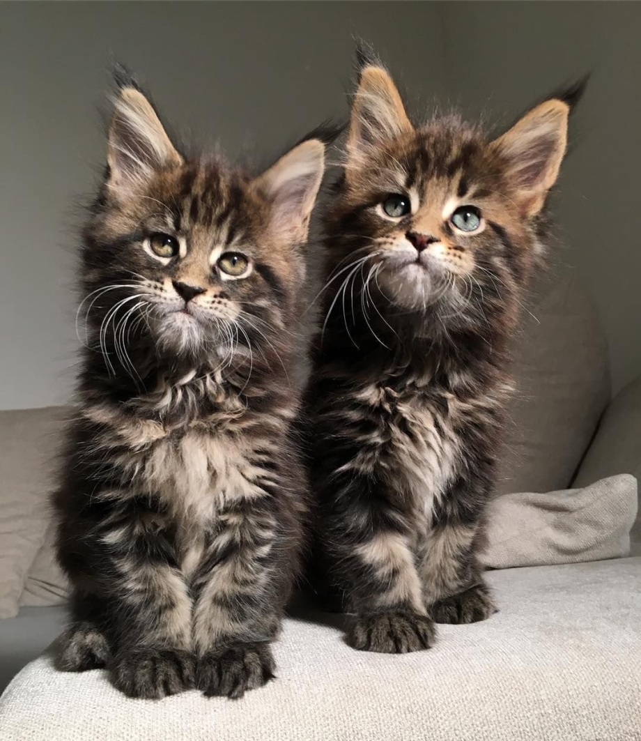 Кошка Мейн кун короткошерстный